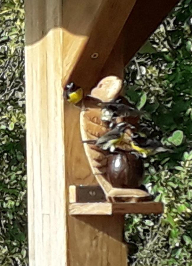 Ti Kaz Anoli Vue Epoustouflante Sur La Baie Villa Terre-de-Bas Dış mekan fotoğraf